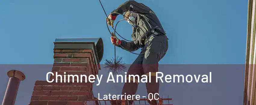 Chimney Animal Removal Laterriere - QC
